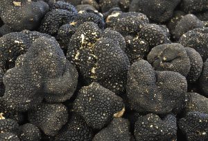 understanding truffles